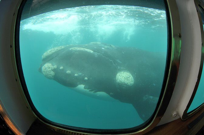 Underwater Whale Watching in Puerto Piramides - Key Points
