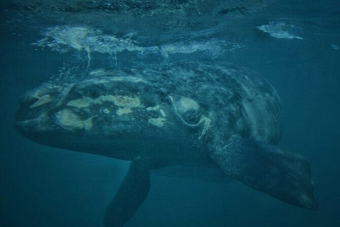 Underwater Whale Watching in Puerto Piramides - Who Should Consider This Tour?