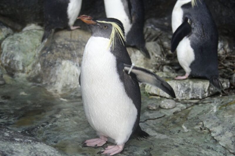 Underwater World Langkawi Admission Ticket - The Sum Up: Is Underwater World Langkawi Worth Visiting?