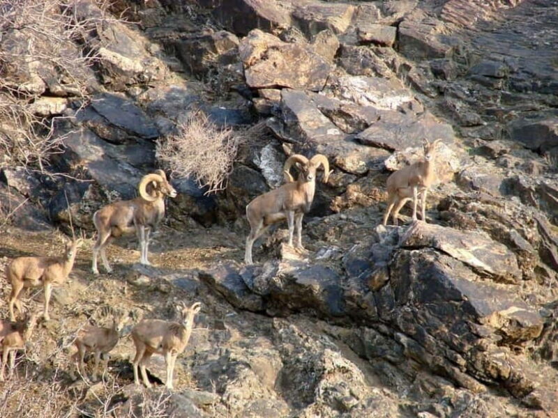 Undiscovered Uzbekistan - Hayat Village Tour from Samarkand - An Authentic Glimpse into Uzbek Village Life