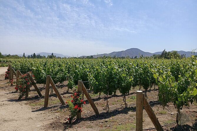 Undurraga Sibaris Tour Ticket - Price and Value Analysis