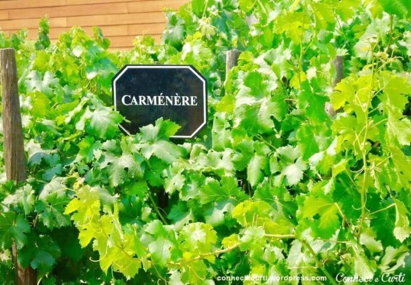 Undurraga Wine tour - An In-Depth Look at the Undurraga Wine Tour