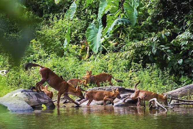 UNESCO World Heritage Site : Khao Yai National Park Tour - What the Reviews Say