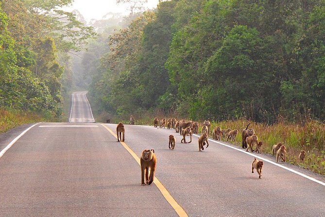 UNESCO World Heritage Site : Khao Yai National Park Tour - FAQs