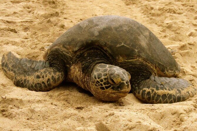 Unforgettable Day on Oahu | Small Group Circle Island Tour - Exploring Oahu in a Nutshell: A Deep Dive