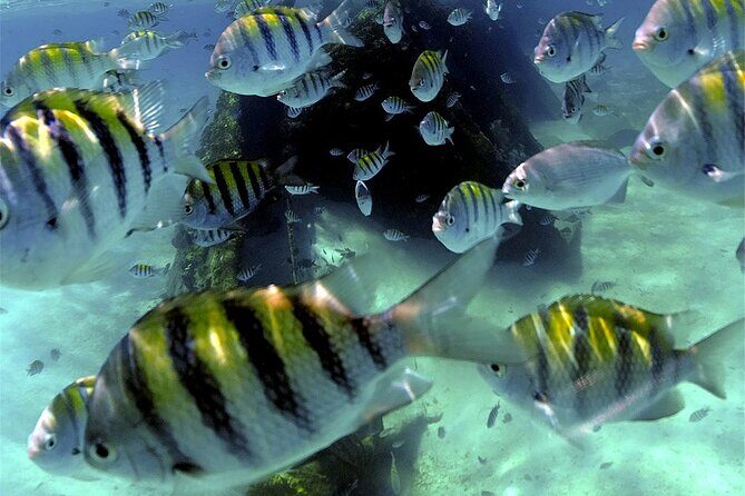 Unforgettable Snorkel Adventure in Cancun whit Transpotations - Who Should Consider This Tour?