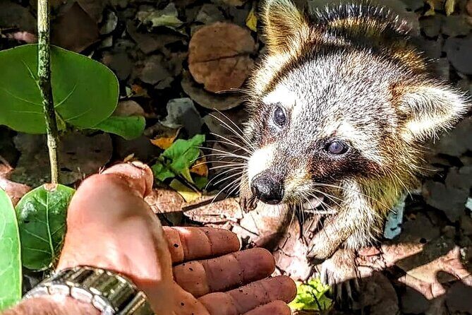 Unique 5 Hours-Boat Tour to Raccoon Island from Fort Lauderdale - A Detailed Look at the Raccoon Island Boat Tour