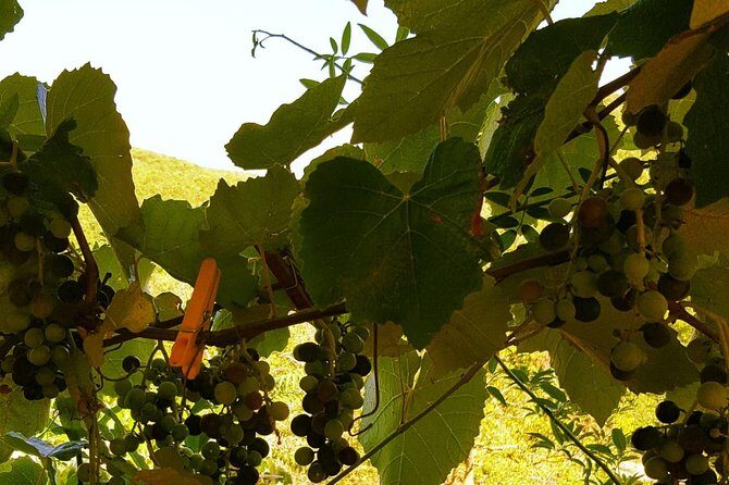 Unique EnoBike experience with tasting in 2 excellent wineries - Key Points