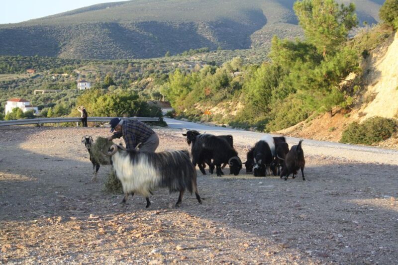 Unique Private Jeep Tour Thasos Island - Final Thoughts: Is This Tour for You?