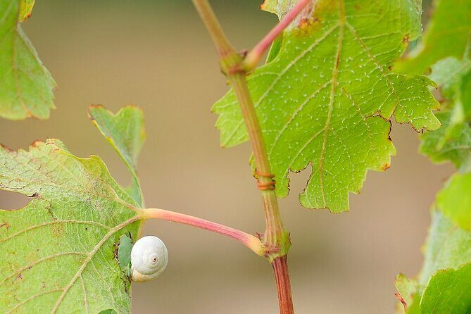 Unique wine tasting of organic Cretan wines - Practical Tips