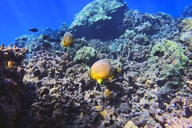 Unlimited Guided Snorkeling Tour for Beginners Plus - FAQ