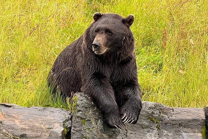 Up to 10 Person Whittier to Anchorage Transport & Wildlife Center - Exploring the Whittier to Anchorage Private Tour