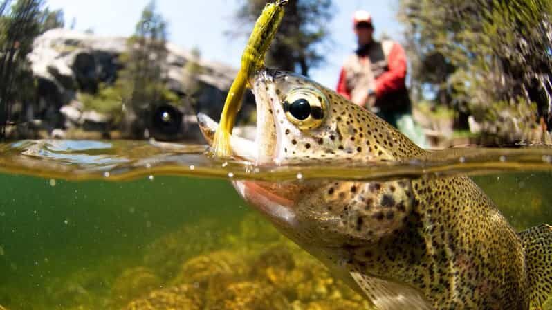 Upper Colorado River Guided Fly Fishing Trip - Who Should Consider This Tour?