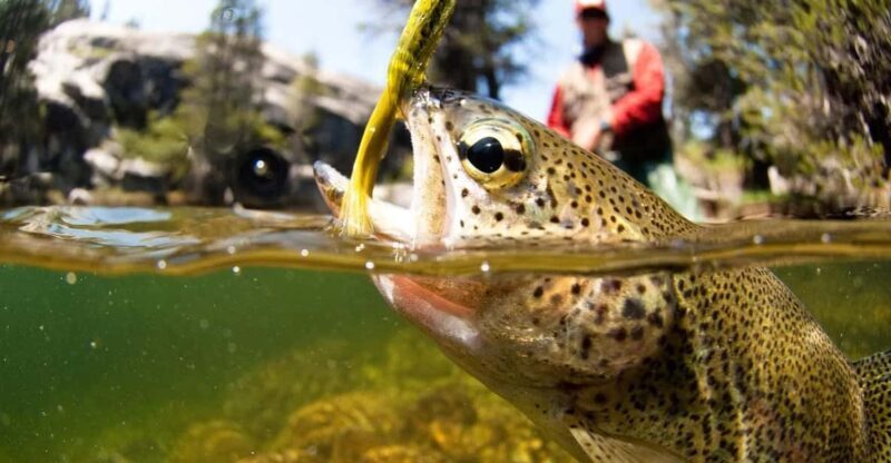 Upper Colorado River Guided Fly Fishing Trip - FAQ