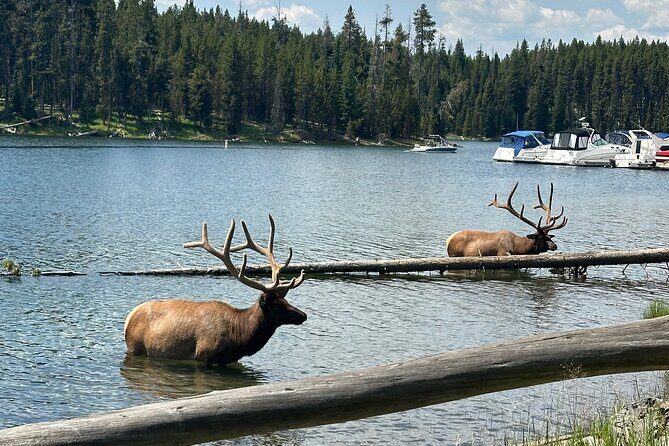 Upper Loop: Lamar Safari from Bozeman | PRIVATE, Burrito + Lunch - An In-Depth Look at the Yellowstone Lamar Safari