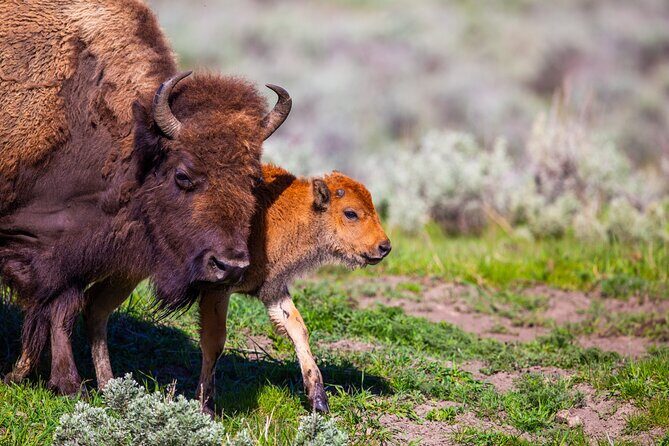Upper Loop Lamar Wildlife Safari from Gardiner PRIVATE Lunch - Exploring the Yellowstone Wilderness: A Deep Dive into the Upper Loop Lamar Safari