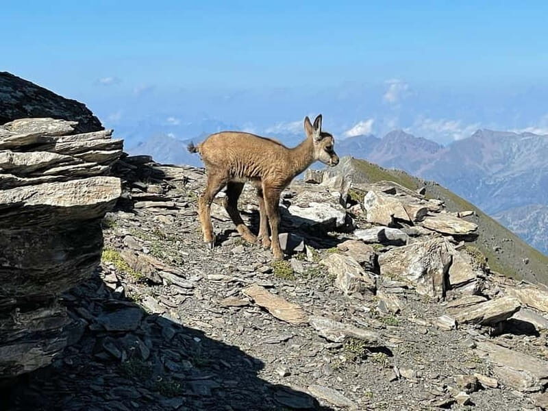 Upper Susa Valley: Guided sports trekking among alpine peaks and history - Who Will Love This Experience?