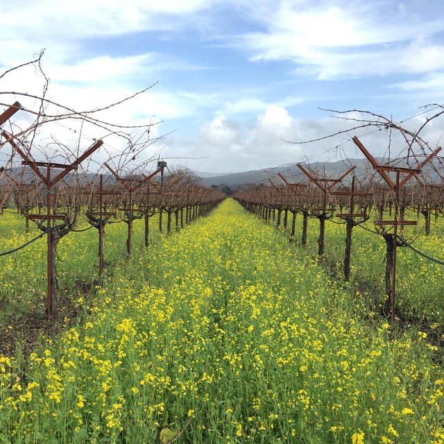 USA/California/Napa: Private Wine Tour for up to 6 guests - An In-Depth Look at the Napa and Sonoma Private Wine Tour