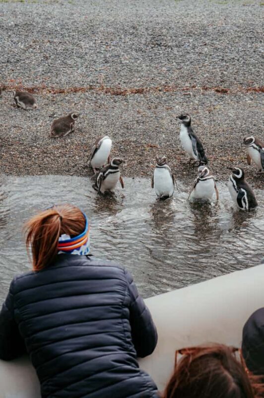 USHUAIA: ALMANZA, THE SPIDER CRAB ROUTE & PENGUIN SIGHTING - Key Points