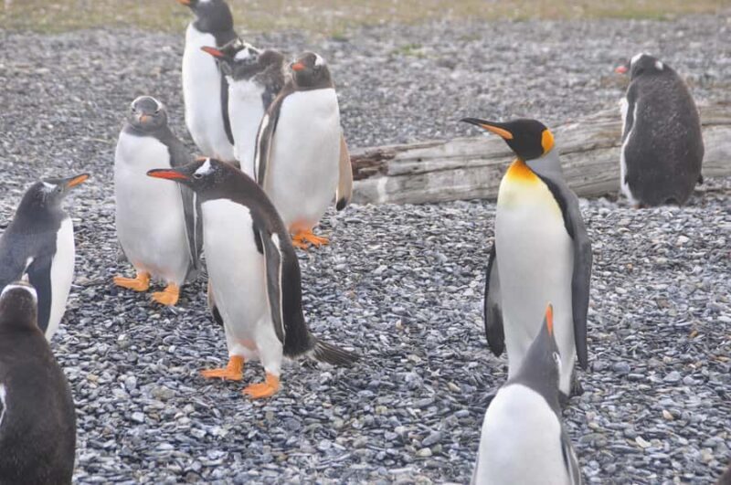 Ushuaia: Beagle Channel and Penguin Island Boat Tour - An In-Depth Look at the Ushuaia Beagle Channel and Penguin Island Boat Tour