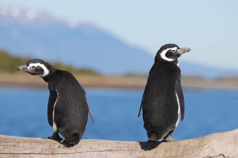 Ushuaia: Beagle Channel and Penguin Island - The Experience and Why It Matters