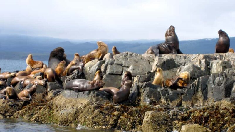 Ushuaia: Beagle Channel Boat Tour and Penguin Experience - In-Depth Review: What to Expect on Your Ushuaia Adventure