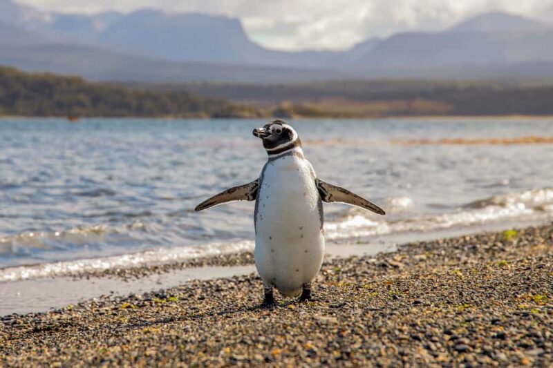 Ushuaia: Beagle Channel Boat Tour and Penguin Experience - Frequently Asked Questions