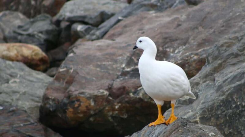 Ushuaia: Beagle Channel Catamaran Tour - Key Points