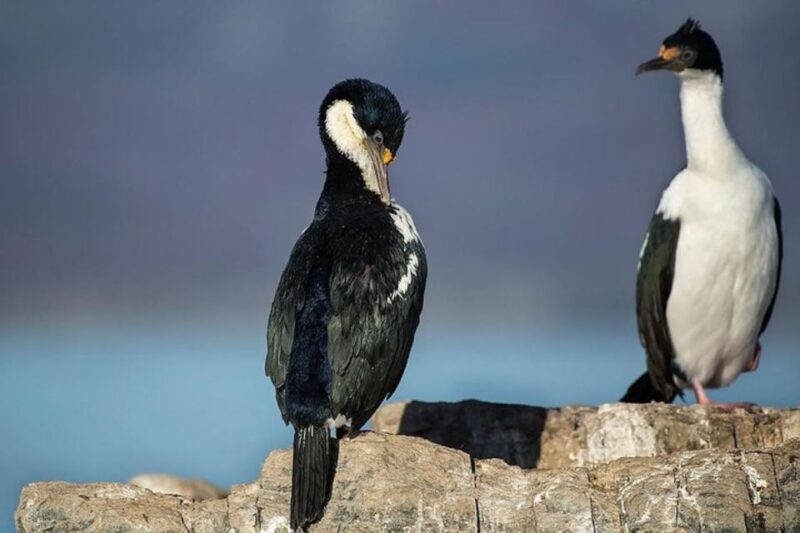 Ushuaia: Beagle Channel, Seal Island & Bridges Islands Tour - Who Will Love This?