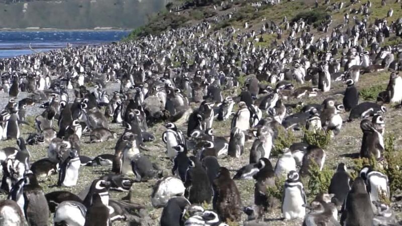 Ushuaia: Beagle Walk among Penguins Navigation Isla de Lobos - Key Points