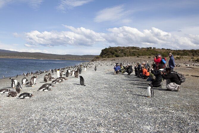 Ushuaia: Beagle Walk Among Penguins Navigation to Isla de Lobos - Key Points