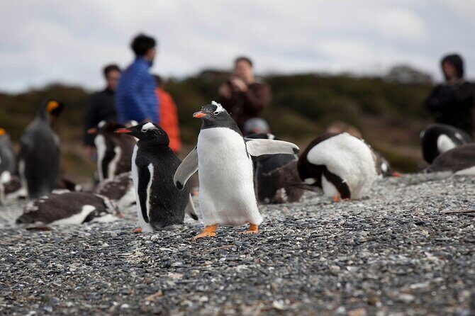 Ushuaia: Beagle Walk Among Penguins Navigation to Isla de Lobos - Discovering Ushuaia: The Gateway to Patagonia and Antarctica