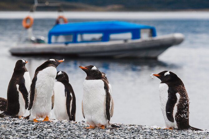 Ushuaia: Beagle Walk Among Penguins Navigation to Isla de Lobos - What to Wear and Bring