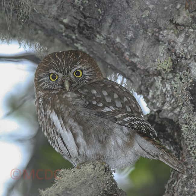 Ushuaia: Birding Tour in Tierra del Fuego National Park - A Deep Dive into the Experience