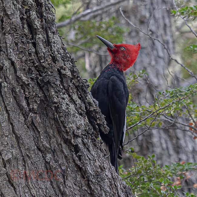 Ushuaia: Birding Tour in Tierra del Fuego National Park - Final Thoughts