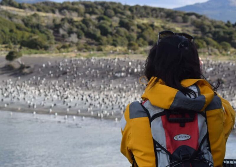 Ushuaia: Catamaran Sailing to Penguin Island - Ushuaia: Catamaran Sailing to Penguin Island – A Thorough Review