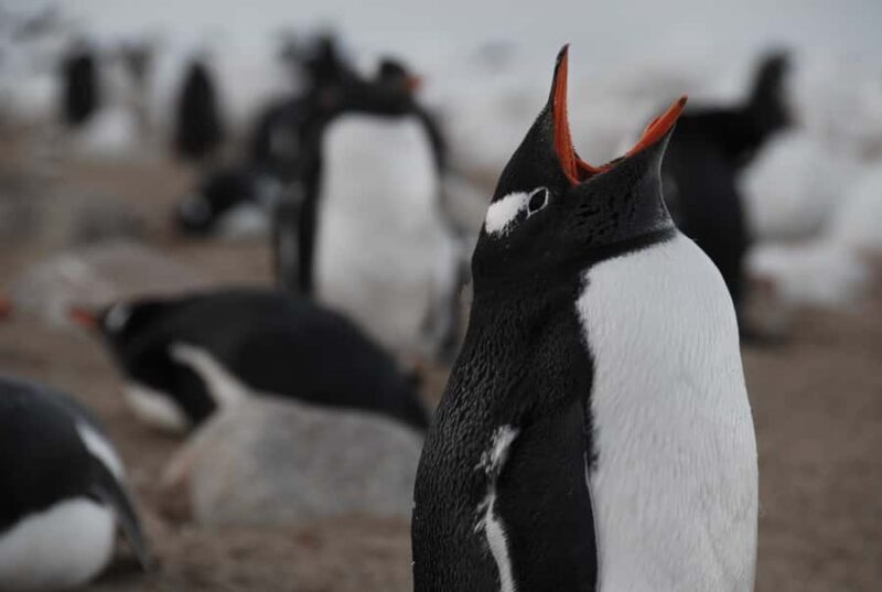 Ushuaia: Catamaran Sailing to Penguin Island - Key Points