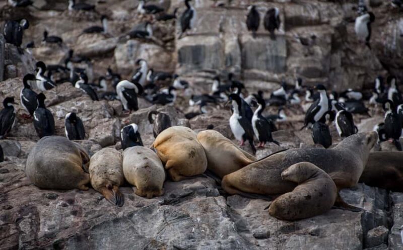 Ushuaia: Catamaran Sailing to Penguin Island - What’s Included and What’s Not