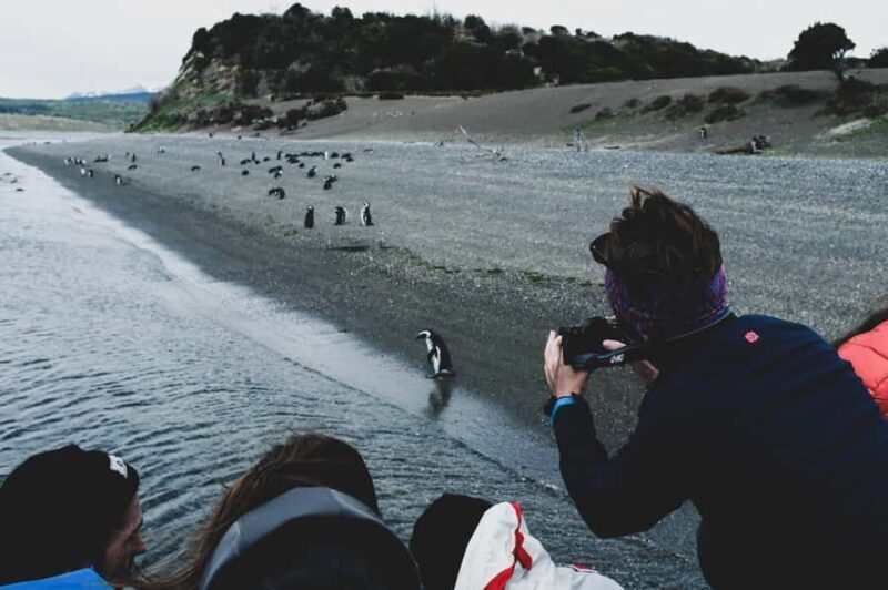 Ushuaia: Gable Island and Penguin Colony with Lunch - Key Points