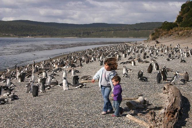 Ushuaia: Martillo Island and Walk Among Penguins Full-Day Tour - The Value of the Experience