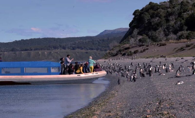 Ushuaia: Penguins Watching Tour by boats from Puerto Almanza - Ushuaia: Penguins Watching Tour by boats from Puerto Almanza