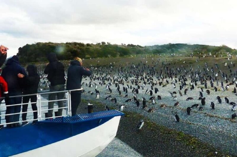 Ushuaia: Sailing Beagle Channel to the Penguin Colony - Key Points