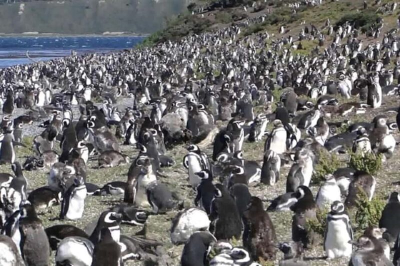 Ushuaia: Sailing Beagle Channel to the Penguin Colony - What Makes This Tour Special?