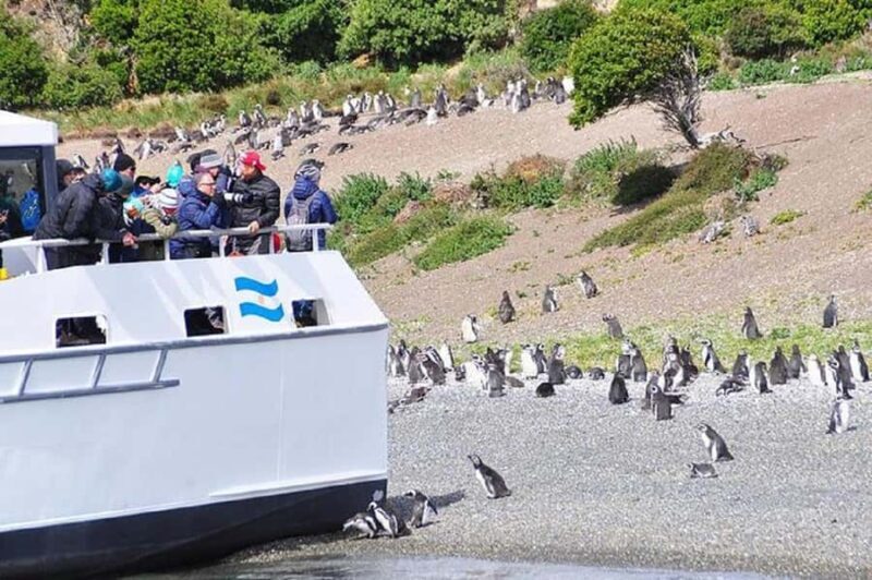 Ushuaia: Sailing Beagle Channel to the Penguin Colony - Why This Tour Is Worth Considering