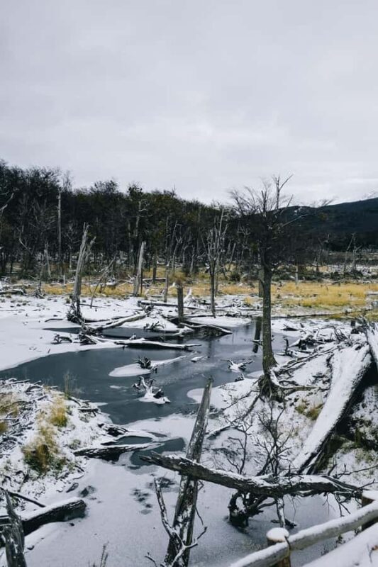 USHUAIA | Tierra del Fuego National Park & Optional Train - Exploring Tierra del Fuego National Park: What to Expect