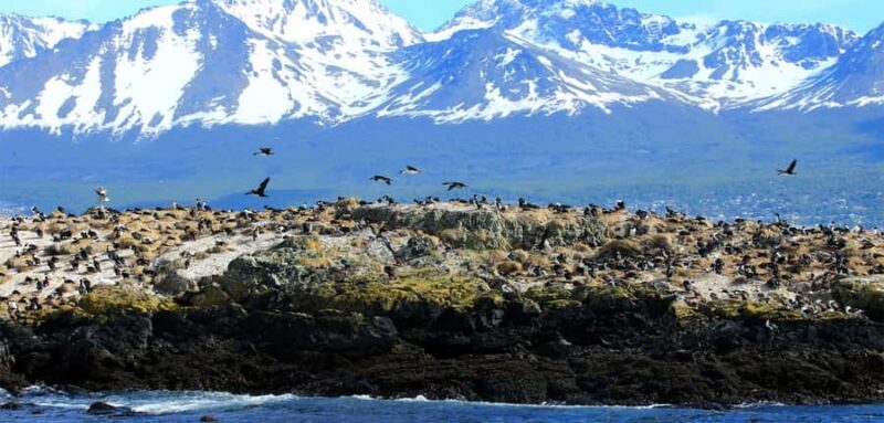 Ushuaia: Tour: Beagle Channel Navigation - Why This Tour Matters for Your Ushuaia Visit