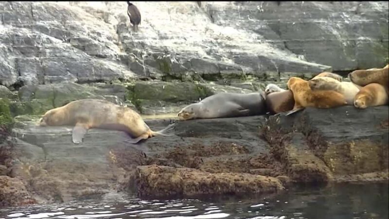 Ushuaia: Tour to Lobos Island with Beagle Channel Trekking - An In-Depth Look at the Lobos Island and Beagle Channel Tour