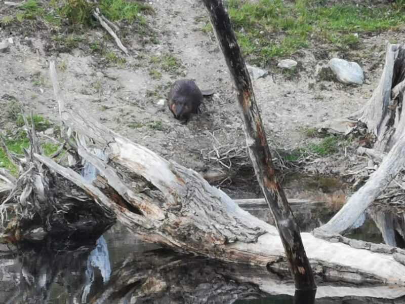 Ushuaia: Visit to Escondido and Fagnano Lakes PM - Final Thoughts