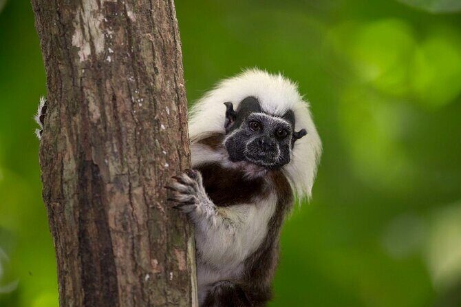 UTV Safari in a Wildlife-Filled Nature Reserve Near Cartagena - UTV Safari in a Wildlife-Filled Nature Reserve Near Cartagena