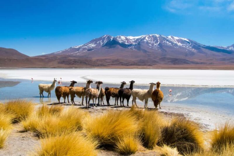 Uyuni: 3 day-tour, salt flats & surrealistic deserts - Key Points